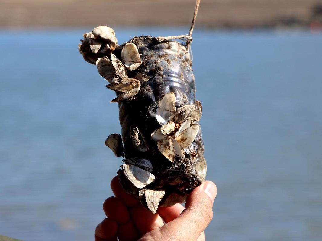 Van Gölü için 'zebra midye' tehlikesi: 800 bin yıldır görülmedi