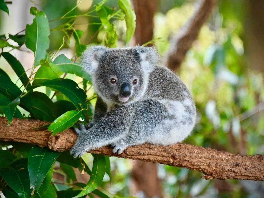 Kahreden haber... En az 350 koala öldü