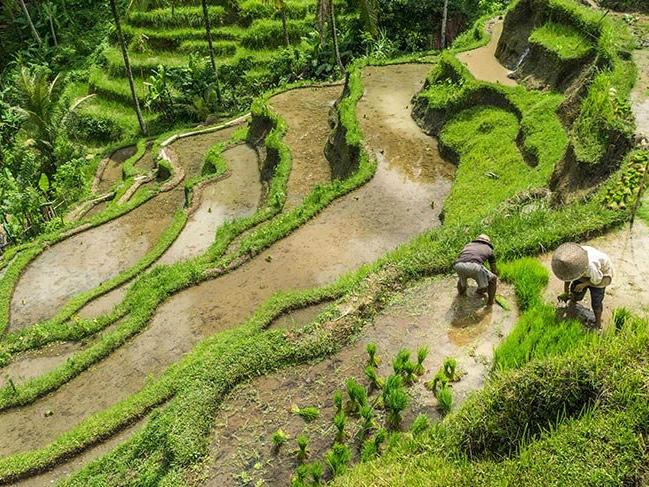 Bali'nin teraslı pirinç tarlaları