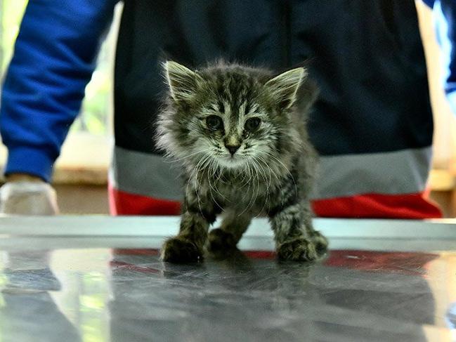 Ankara Büyükşehir’den 'hayvanlarda ilk yardım' eğitimi