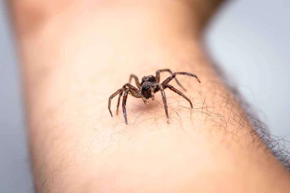 İnsanlar örümceklerden neden korkar?