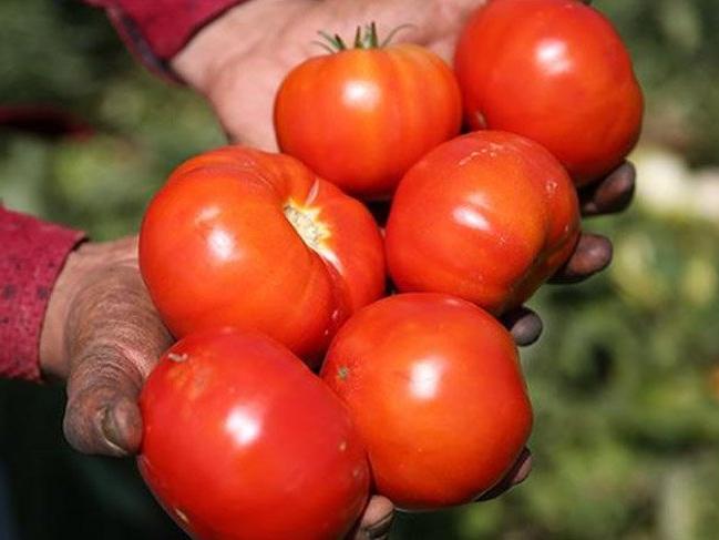 Rusya, 20 ton domatesi iade etti!