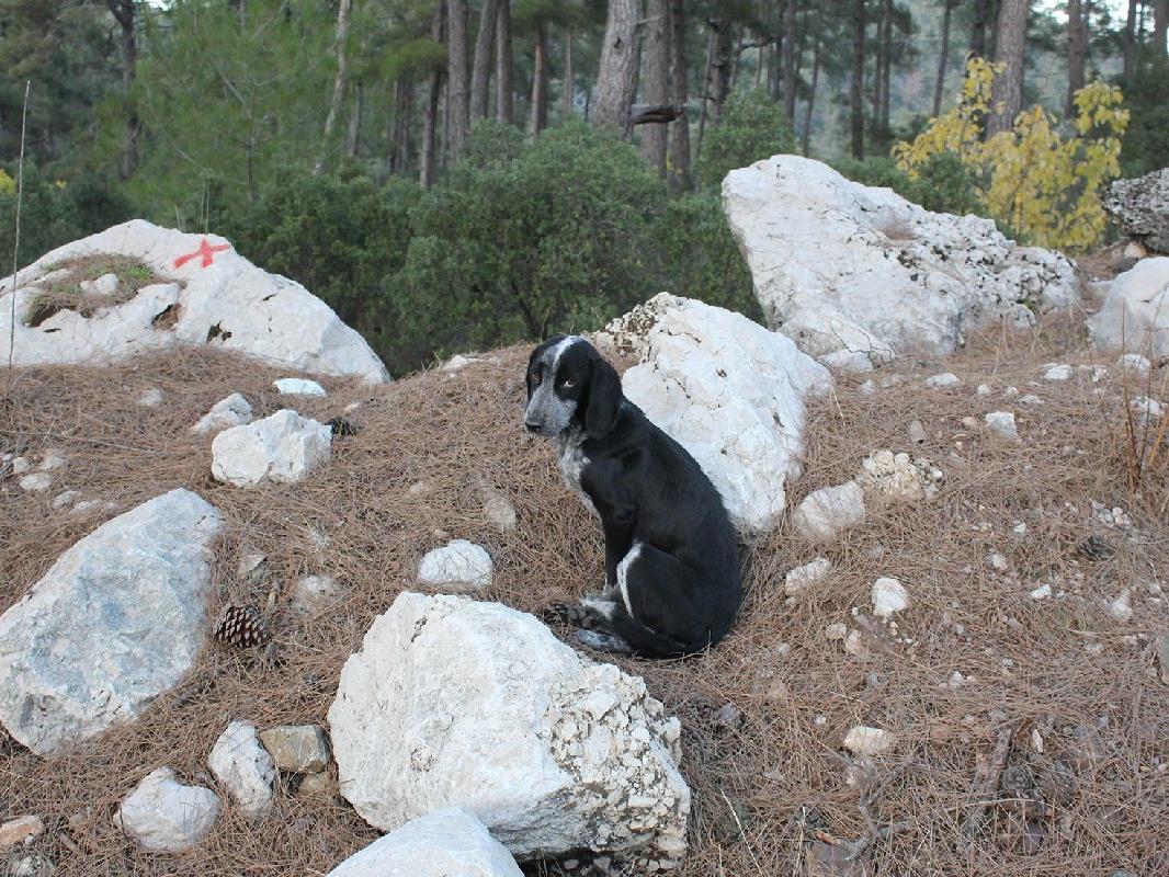 Kemer yaylalarına bırakılan köpekler ölüm kalım mücadelesi veriyor