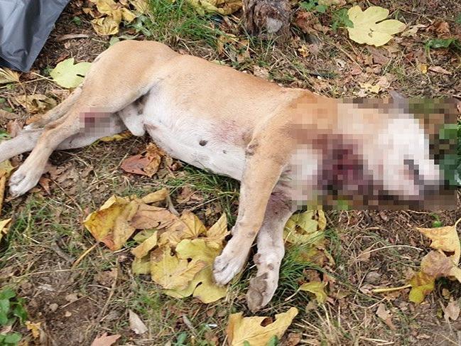 Okul bahçesinde, boğazı kesilmiş köpek ölüsü bulundu