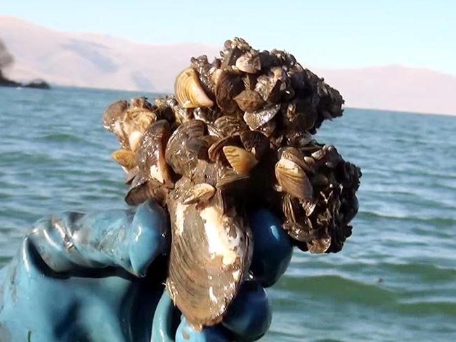 Çıldır Gölü'nde istilacı midye alarmı