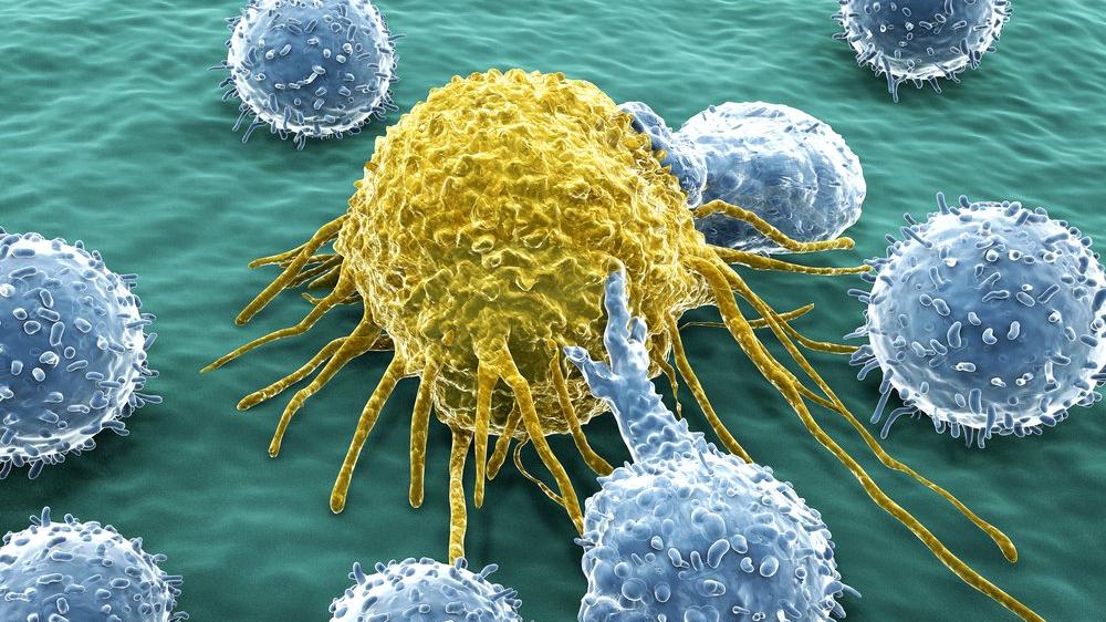 Bağışıklık sistemi ve kanserin savaşı: Mekanizma nasıl çalışıyor?