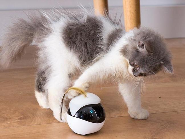 Kediler için robot oyuncak üretildi