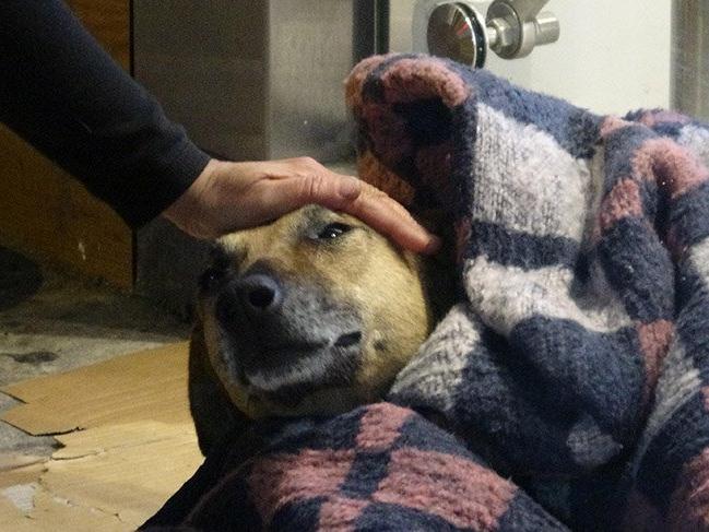 Soğuktan titreyen köpeği battaniye ile ısıttılar