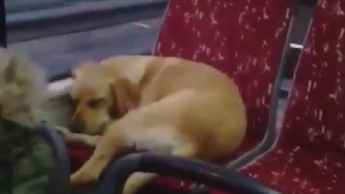 Beşiktaş'ta şoförün otobüse aldığı üşüyen köpek koltukta uyuyakaldı
