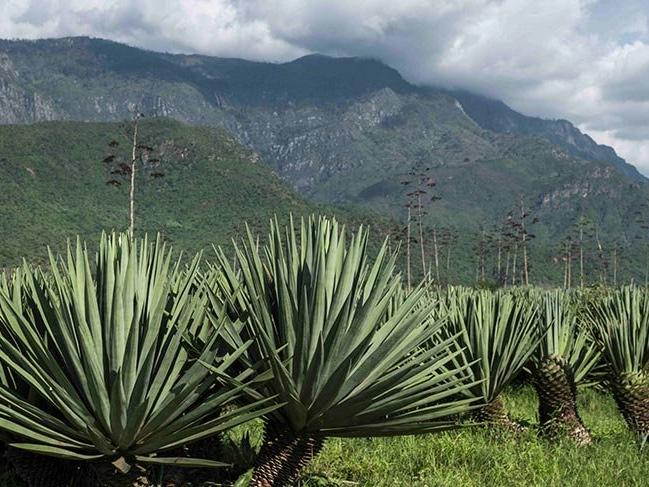 Dünyada en çok Yukatan'da üretilen 'Agave Sisalina' bitkisi