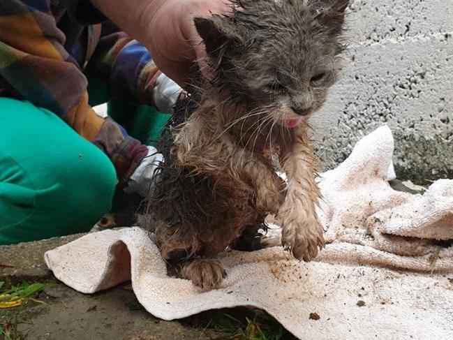 Yağmur suyu kanalında sıkışan yavru kedi, kurtarıldı