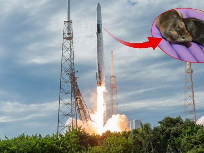 SpaceX'in süper fareleri uzay üssüne ulaştı!