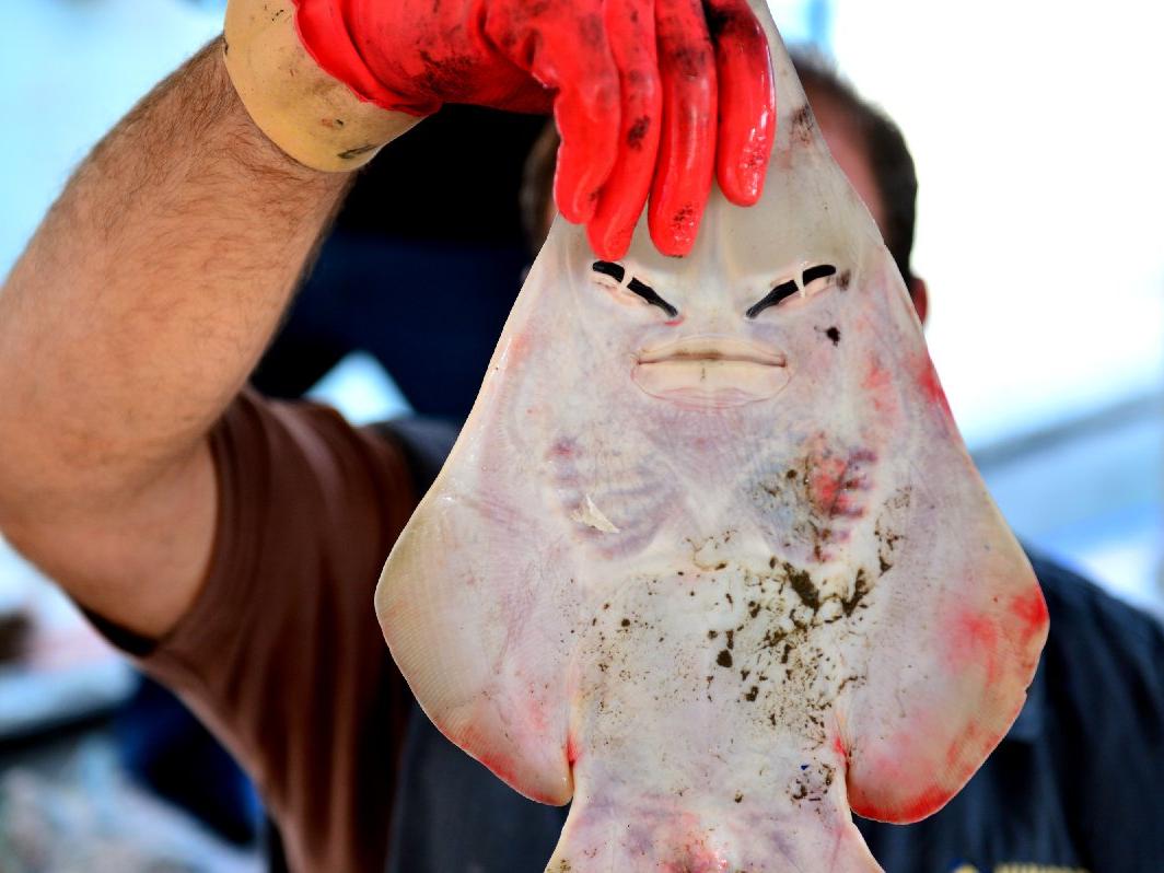 İnsan yüzlü sapan balığı için önemli uyarı! Sapan balığı nerelerde yaşar?