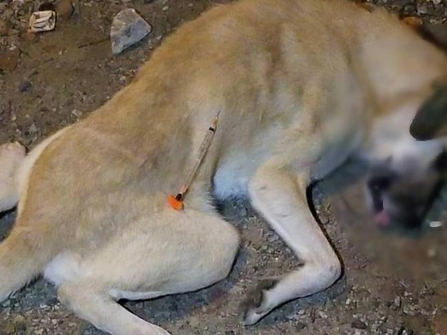 Sokak köpekleri zehirli iğneyle öldürüldü