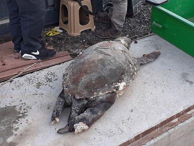 9 yıl önce kurtarılan deniz kaplumbağası ölü bulundu