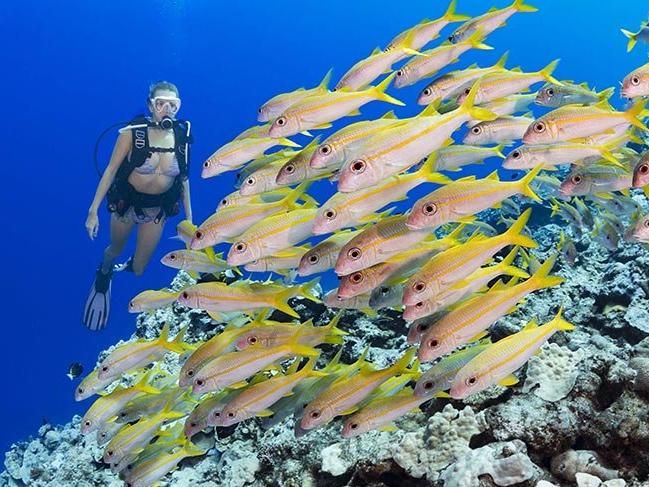 1500'den fazla balık çeşidiyle sualtı cenneti Mikronezya