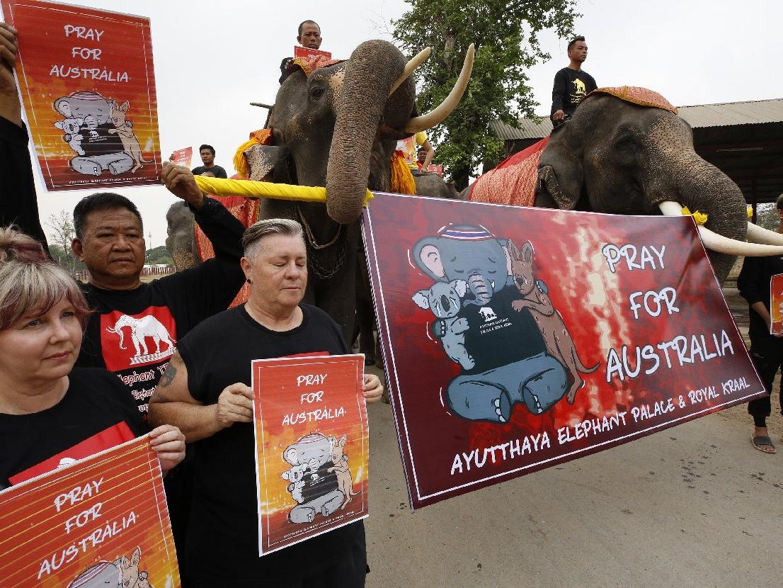 Filler ve öğrenciler Avustralya’da ölen hayvanlar için yürüdü
