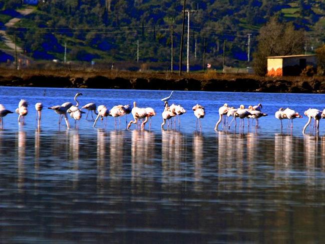 Muğla’nın kış güzelleri 'Flamingolar'