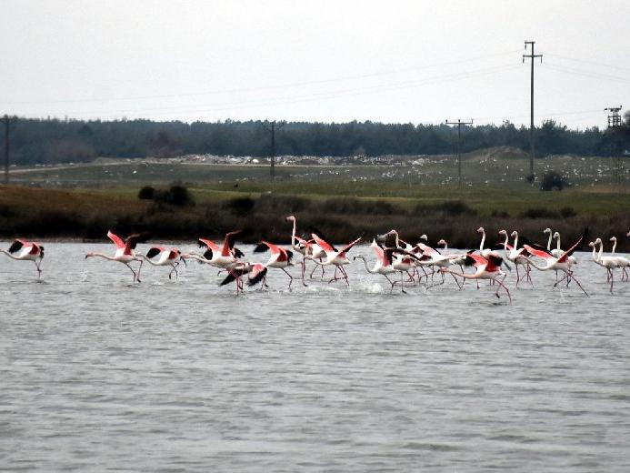 Edirne'de renkli flamingo karesi