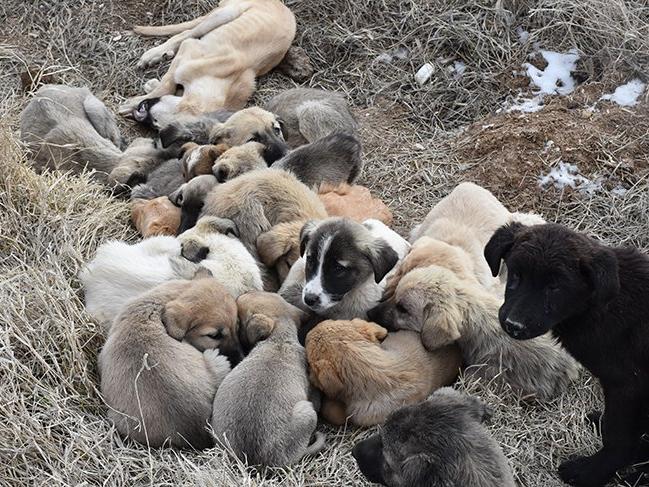 50 yavru köpek soğukta ölüme terk edildi!