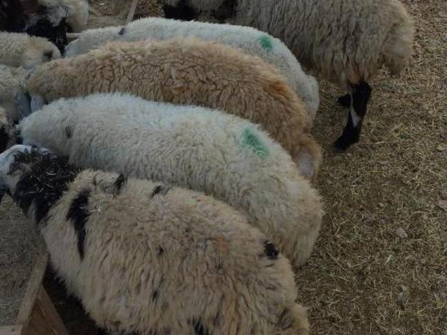 Ağıla giren köpekler 10 koyunu telef etti! 25 bin lira zararı var! Sigortası olmayanların parasını alamayacak