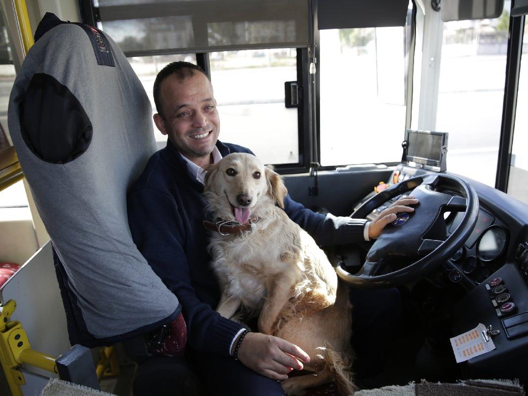 Sahibini kaybeden köpek otobüse sığındı