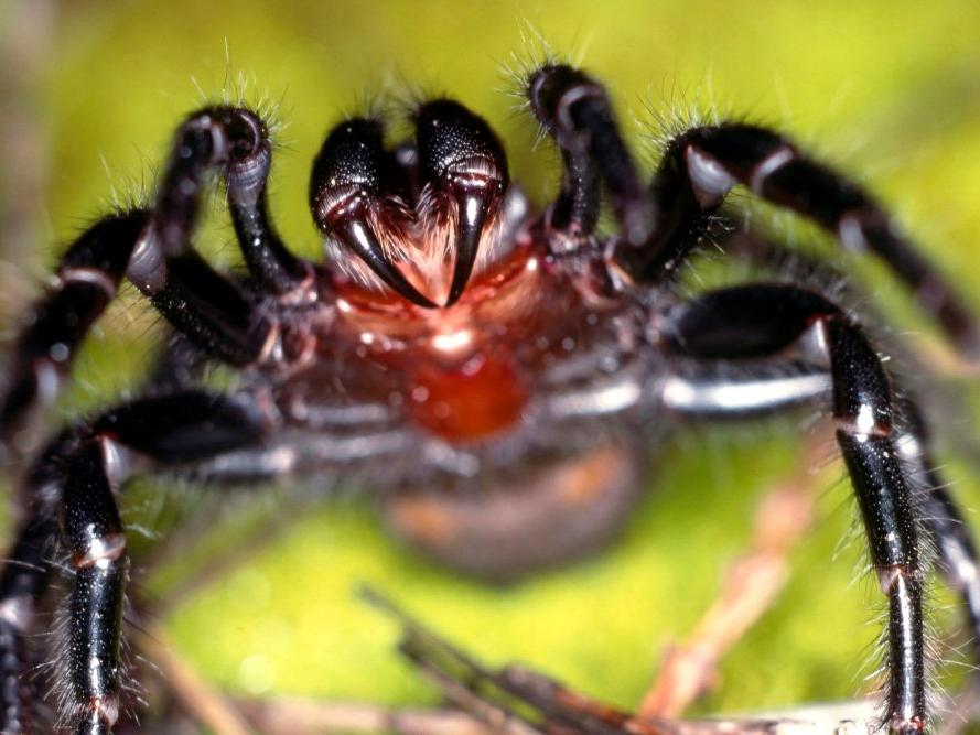 Bir insanı 10 dakikada öldürebilen örümcekler bela oldu!
