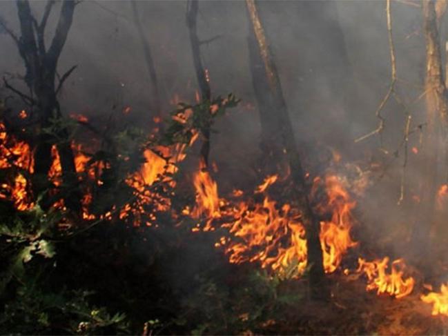 Milas ormanlarında yangına müdahale ediliyor, köylüler ayakta