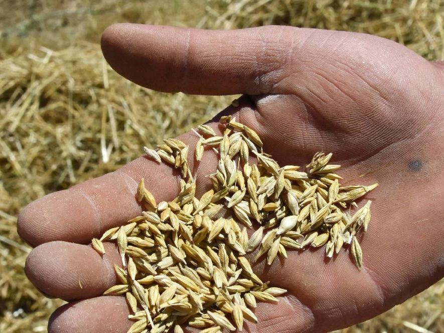 Çin'deki salgın buğday ve mısır fiyatlarını da etkiledi