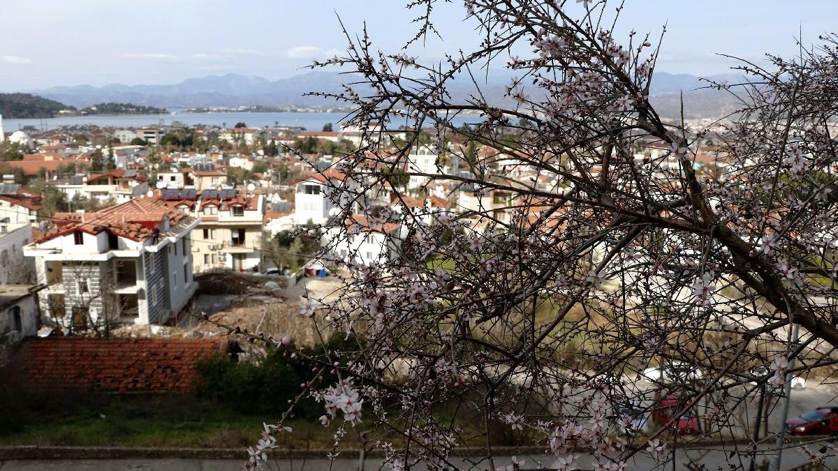 Fethiye'de bademler çiçek açtı