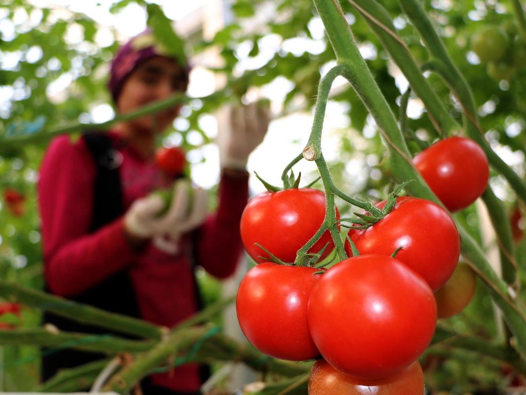 Rusya'ya domates ihracat kotası doldu