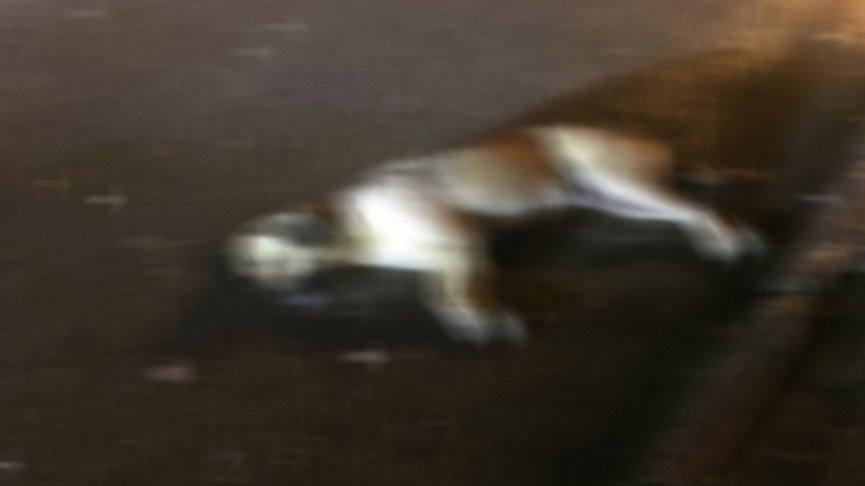 Ankara’da korkunç olay! Hayvanları zehirleyerek öldürdüler