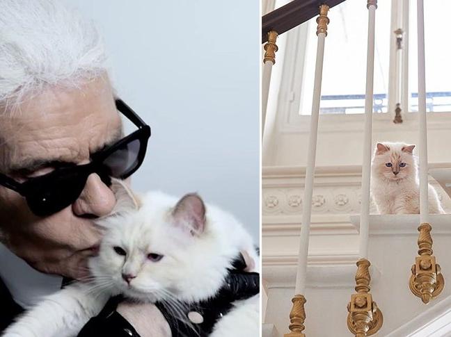 Karl Lagerfeld'in kedisi Choupette mirasın tadını çıkarıyor