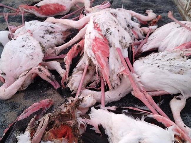 İvriz Baraj Gölü'nde 12 flamingo ölü bulundu