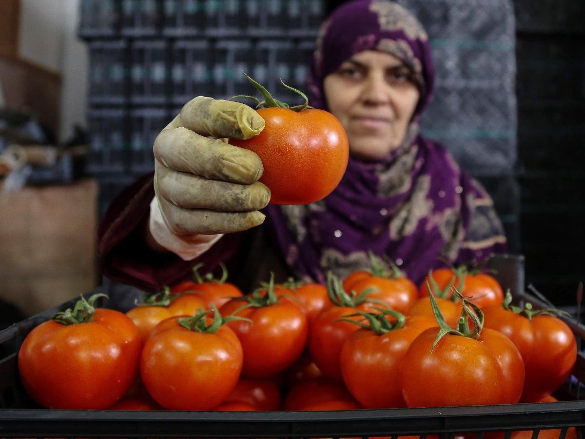 Rusya sınırında bekleyen domatesler çöpe gidecek