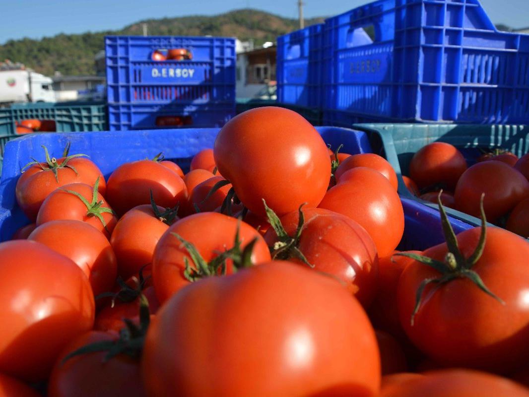 5 bin ton domates çöpe gitti