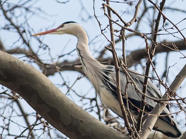 Gülhane Parkı'nda gri balıkçıl kuşlarının bahar hazırlıkları başladı