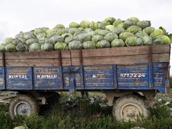 Sakarya'da lahana fiyatları çiftçinin yüzünü güldürmedi