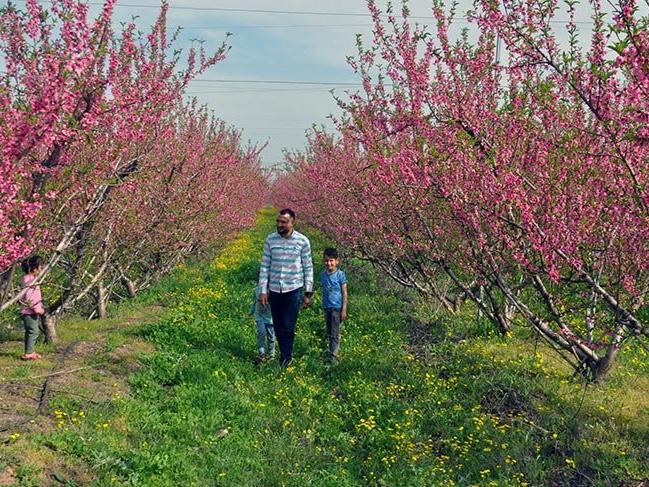 Amik Ovası, baharın gelişiyle rengarenk oldu
