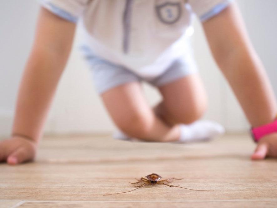 Evde böcek olmaması için ne yapmalı?