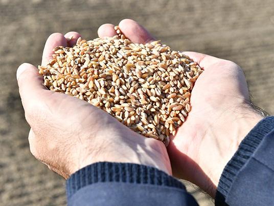TMO'dan 175 bin tonluk buğday ithalatı
