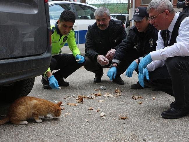Aç kalan sokak kedilerini polisler besledi