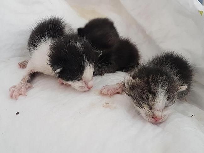 Anneleri ölen yavru kedilere, özel yapım kuvözde tedavi