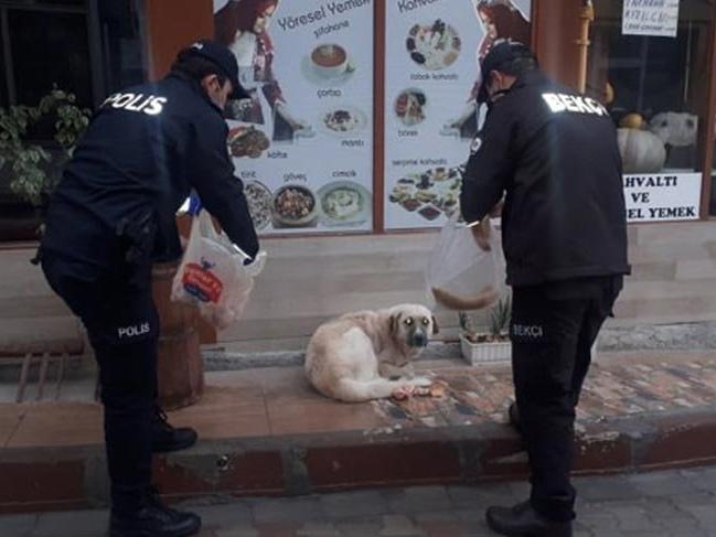 Polisler sokak hayvanlarını elleriyle besledi