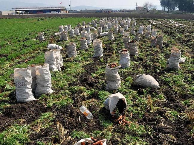 CHP Hatay Milletvekili Güzelmansur anlattı: Tarımda şahlanmazsak açlık salgını başlayacak
