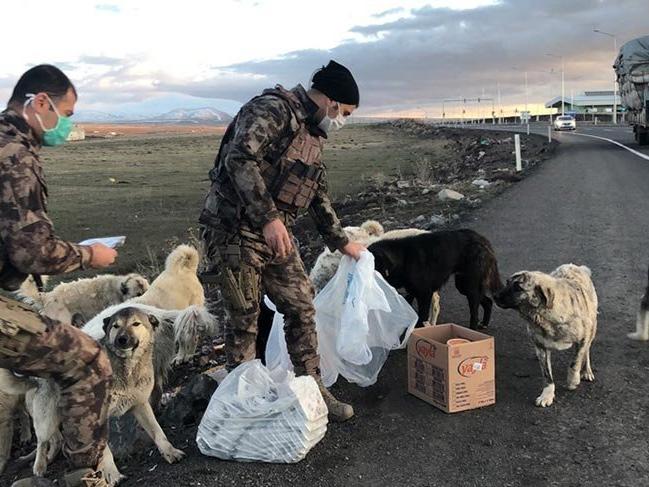 Yiyeceklerini sokak köpekleri ile paylaşan polisler ödüllendirildi