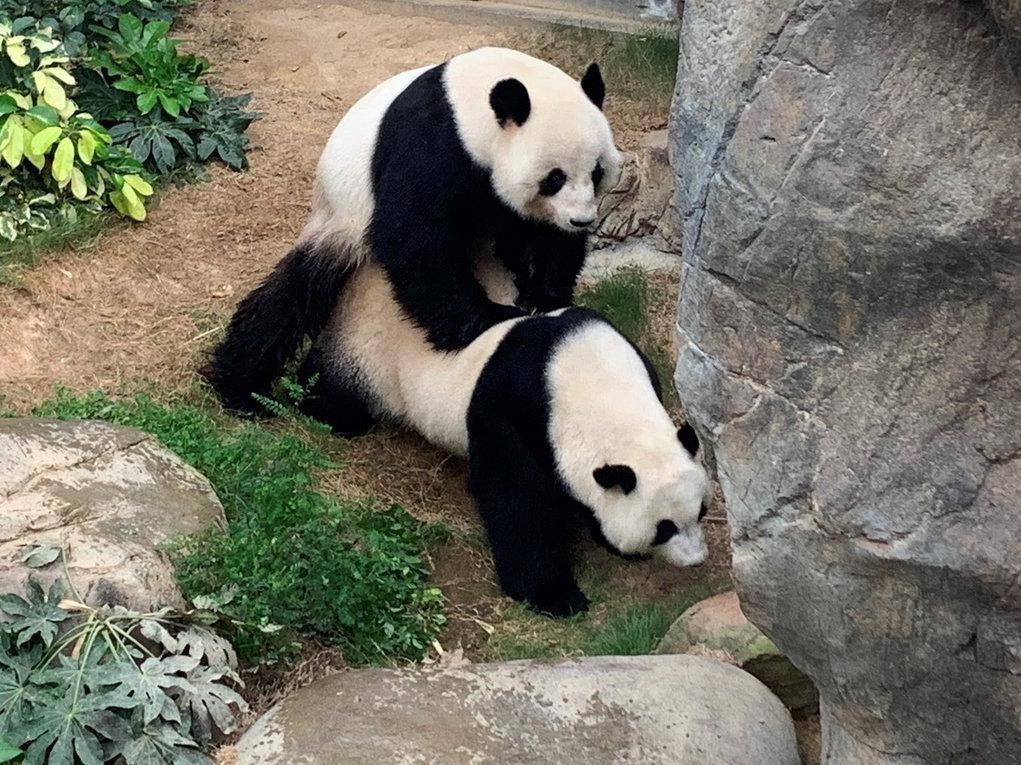 Hong Kong'da corona virüsü nedeniyle kapanan hayvanat bahçesindeki pandalar 10 yıl sonra çiftleşti