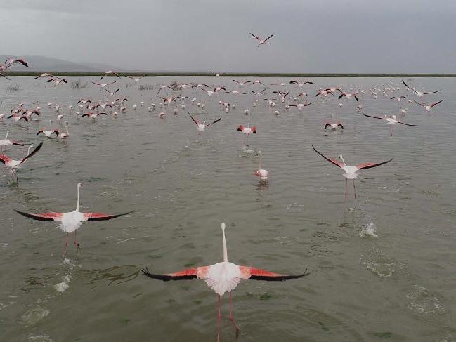 Kuş cenneti Akgöl Sazlığı'na flamingolar geldi
