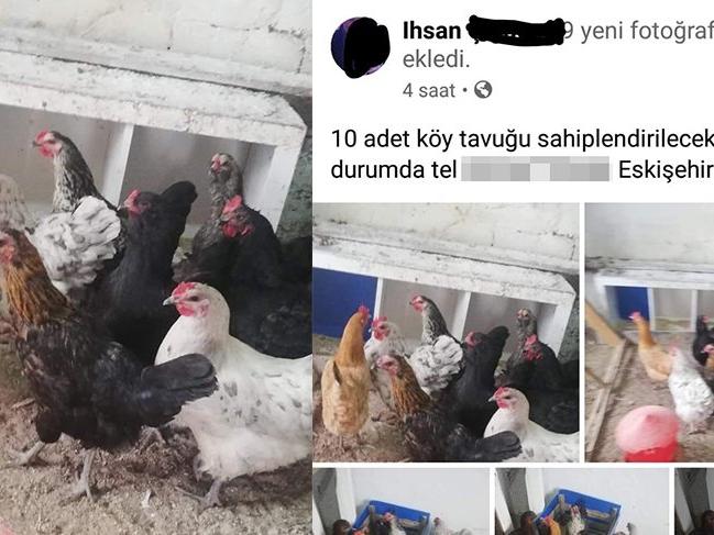 Çaldığı tavukları internetten satışa çıkarınca yakalandı