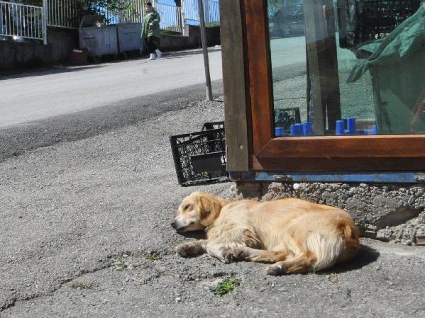 Sahibi tedaviye alınan köpek, hastane önünde bekliyor